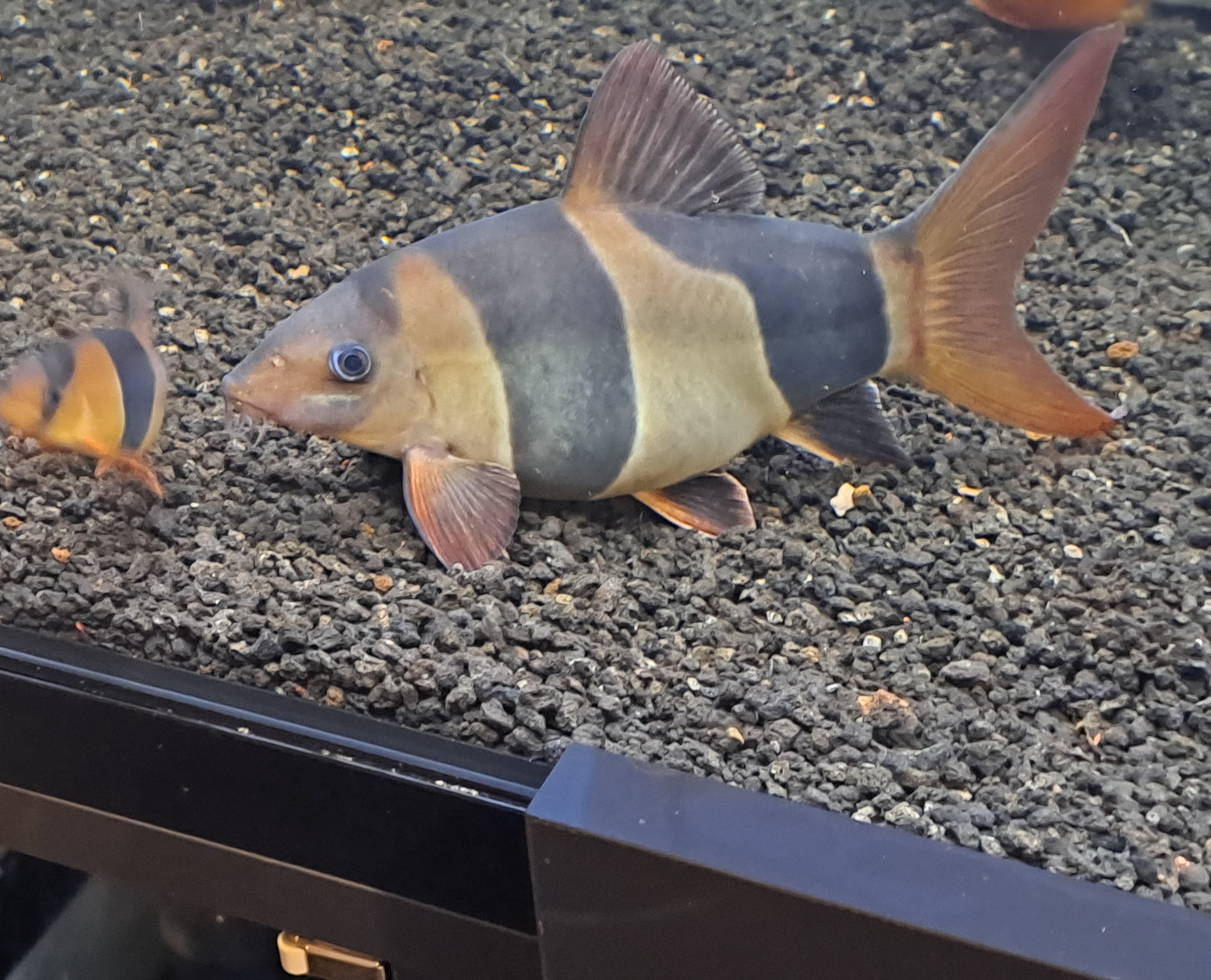 This is Ruby the Clown Loach, Heavy full of eggs, at end of December.